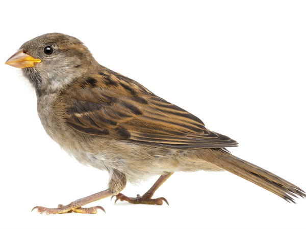 ಗುಬ್ಬಿ ಗೂಡು ಎಂಬ ಪರಿಕಲ್ಪನೆಗೆ ಜೀವ