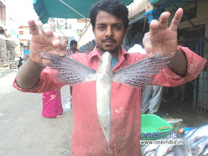 pet market shivaji nagar