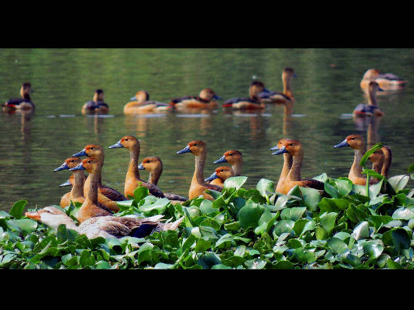 ಅಸ್ಸಾಂನಲ್ಲಿ