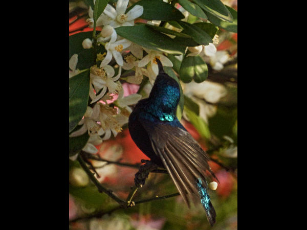 ದೆಹಲಿಯಲ್ಲಿ ಸೆರೆ ಸಿಕ್ಕಿ ಸೂರಕ್ಕಿ(sun bird) ಚಿತ್ರ