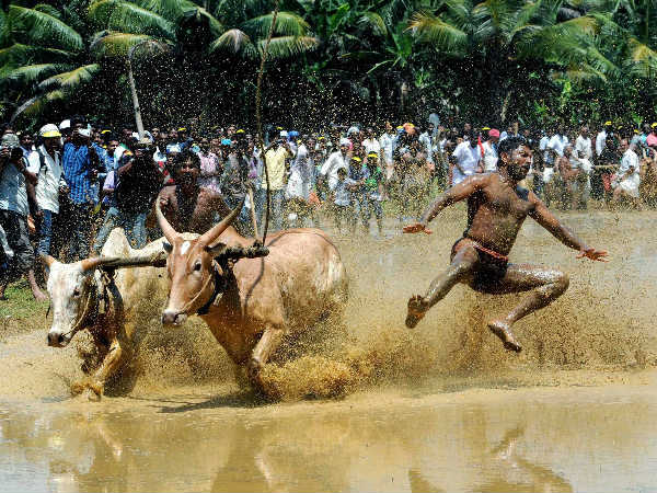 ಕೃಷಿ ಹಬ್ಬದಲ್ಲಿ ಕಂಬಳ