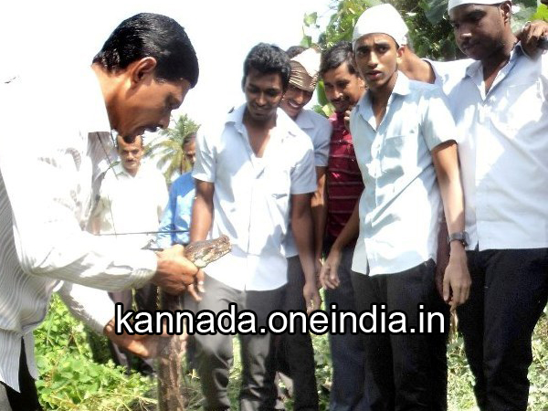 ಬೃಹತ್ ಗಾತ್ರದ ಹೆಬ್ಬಾವು