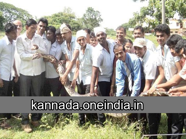 ಹೆಬ್ಬಾವು ಮಾನವನ್ನು ತಿನ್ನಲ್ಲ