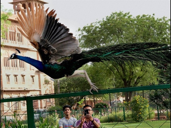 ಗೆಳೆಯರ ಹುಡುಕುತ್ತಾ..