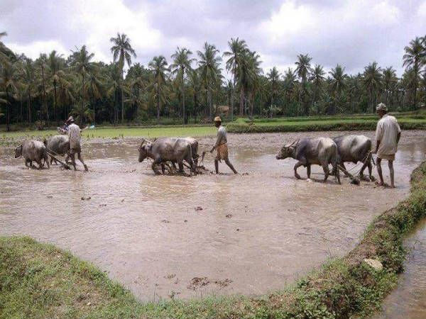ಕೃಷಿ ಚಟುವಟಿಕೆಗೆ ವೇಗ