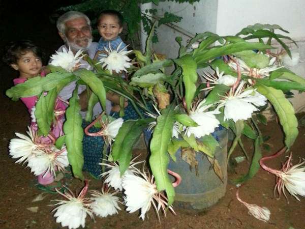 ಎಲೆಗಳೇ ಕಾಂಡಗಳು!