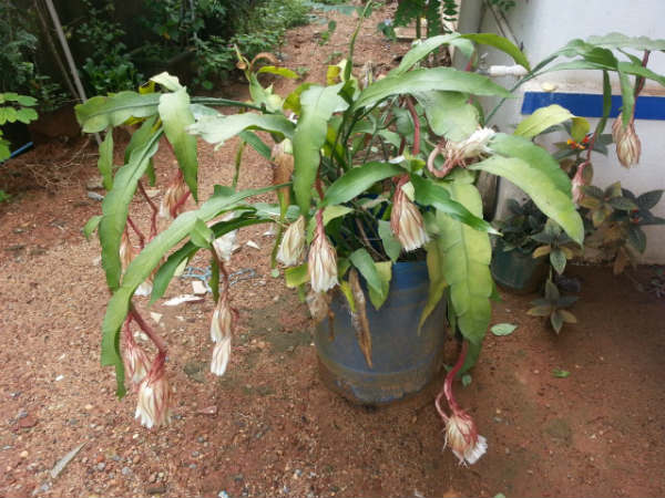 ಔಷಧಿ ಗುಣಗಳು