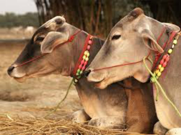 ತಮಿಳುನಾಡಿನಲ್ಲಿ ಸಂಕ್ರಾಂತಿ