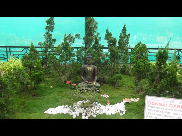 ನಾನಾ ಗಿಡಗಳು