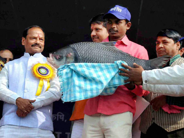 ದೊಡ್ಡ ಮೀನಿನ ಉಡುಗೊರೆ