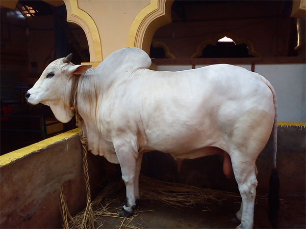 ಉಡುಪಿಯಿಂದ ಗೋಕರ್ಣಕ್ಕೆ ಹೋಗುತ್ತಿದ್ದೆ