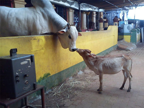 ಹೊರಗಣ್ಣಿಗೆ ಮರೆಯಾದ ಆ ದಿವ್ಯ ಚೇತನ