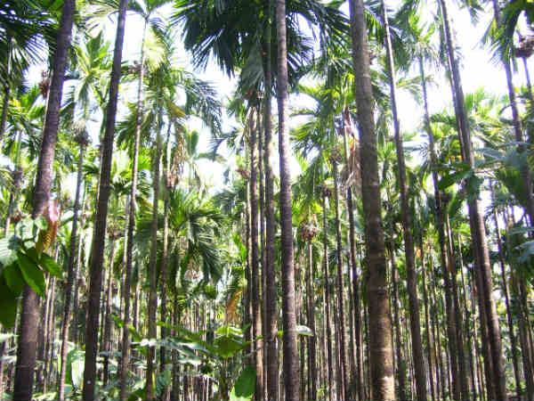 ಶ್ರೀಲಂಕಾ ಮತ್ತು ಬಾಂಗ್ಲಾ