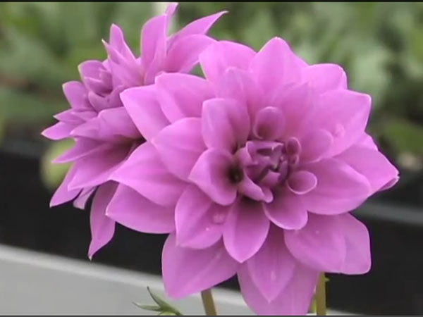 ಮಳೆಗಾಲದಲ್ಲಿ ಅರಳಿ ಕಂಗೊಳಿಸುವ ಹೂವು