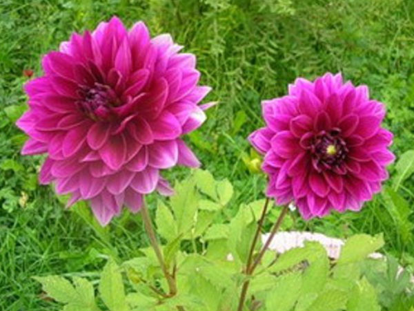 ಡೇಲಿಯಾದಲ್ಲಿ ಸುಮಾರು ಹತ್ತುಬಣ್ಣಗಳಿದ್ದು