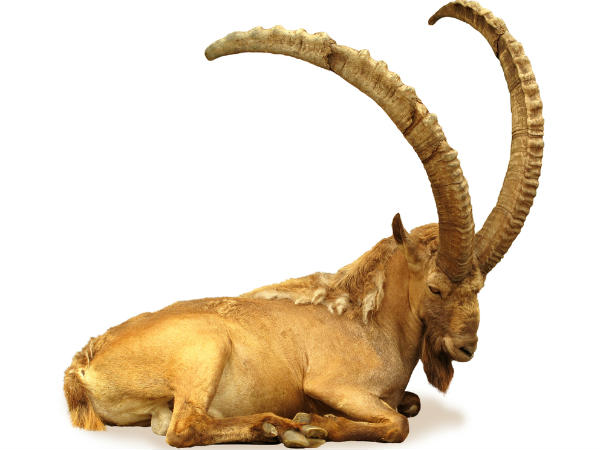 ಮಕರ: ದೃಢ ವಿಶ್ವಾಸ ಹೆಚ್ಚುತ್ತದೆ