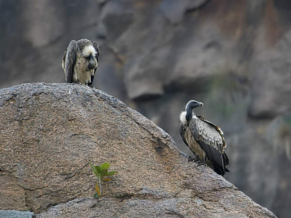 ದೇಶದ ಏಕೈಕ ರಣಹದ್ದುಗಳ ಸಂರಕ್ಷಿತ ಪ್ರದೇಶ