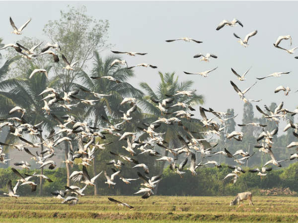 ಸೆಳೆಯುವ ಬಾನಾಡಿಗಳು