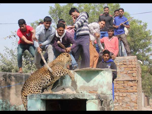 ಚಿರತೆಗೆ ದೊಣ್ಣೆ ಪೆಟ್ಟು