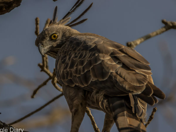 ಕಾಡೆಂದರೆ ಬರೀ ಪ್ರಾಣಿಗಳಿರುವ ಜಾಗವಲ್ಲವೋ ಅಣ್ಣ! | Forest means not just wild