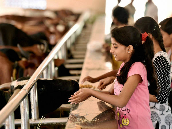 ಮಾಟ್ಟು ಪೊಂಗಲ್