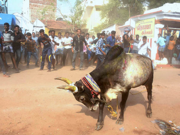 ಜಲ್ಲಿಕಟ್ಟಿಗೆ ತಯಾರಾದ ಮದವೇರಿದ ಗೂಳಿ