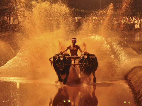 ಕರಾವಳಿಯ ಪ್ರಸಿದ್ಧ ಕ್ರೀಡೆ ಕಂಬಳ