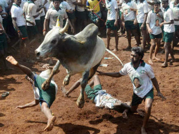 ಬುಲ್ ಫೈಟ್ ಗೆ ಹೋಲಿಸಿದರೆ ಜಲ್ಲಿಕಟ್ಟು ಶಾಂತಿಯುತ
