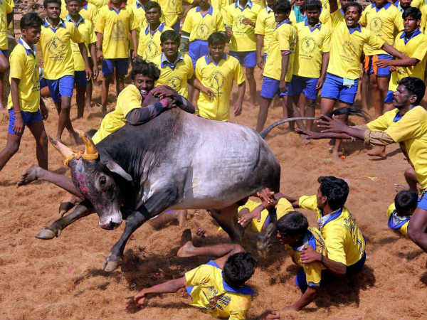 ಜಲ್ಲಿಕಟ್ಟು ಹೋರಾಟ ವಿಚಾರಧಾರೆಯ ತಾಕಲಾಟ