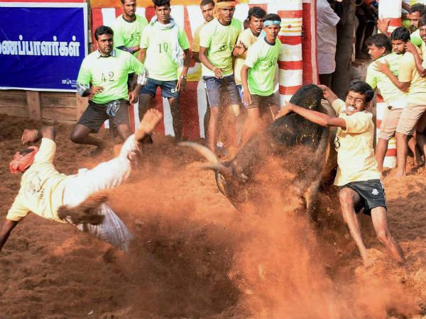 ಅಲಂಗನಲ್ಲೂರಿನಲ್ಲಿ ಜಲ್ಲಿಕಟ್ಟು