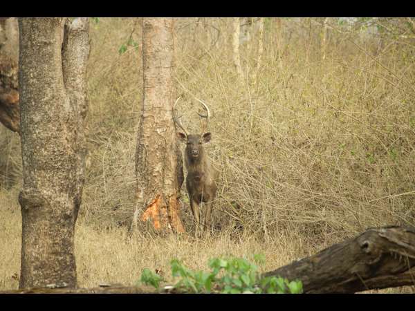 ಅರಣ್ಯ ಇಲಾಖೆ ಸಿಬ್ಬಂದಿ ಸಾವು