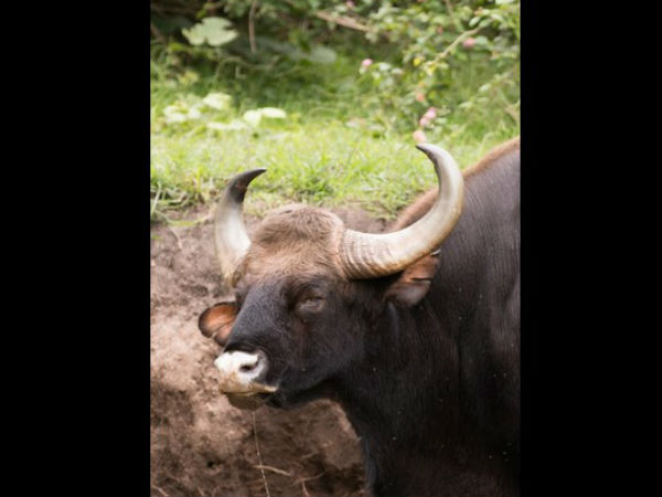 ಒಂದು ಗುಂಪಿನಲ್ಲಿ 40 ಕಾಟಿ