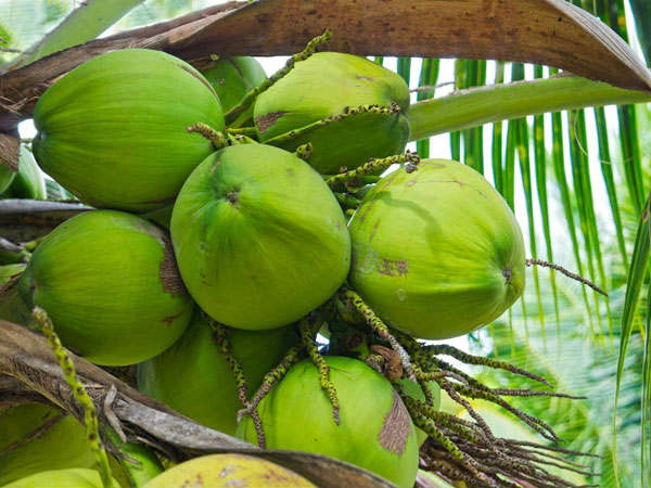 ಎಳನೀರು ಸೇವನೆ ಉಪಯುಕ್ತ