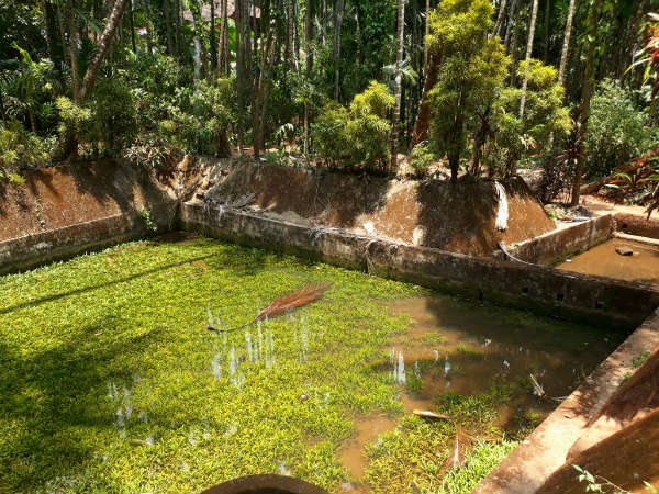 ಪುಷ್ಕರಿಣಿಯಲ್ಲಿ ಸ್ನಾನ, ಪುರುಷಸೂಕ್ತ ಅಭಿಷೇಕ