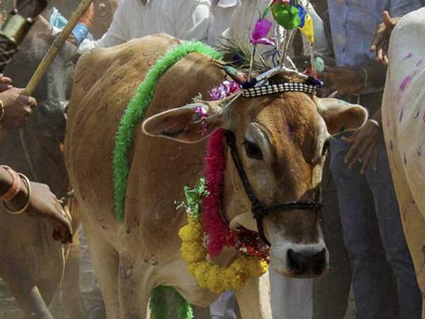 ಗೋವುಗಳೇ ಒಂದು ಆಸ್ಪತ್ರೆಯಿದ್ದಂತೆ