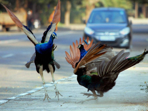 ನವಿಲುಗಳ ಪ್ರೇಮ ಸಂಭಾಷಣೆ