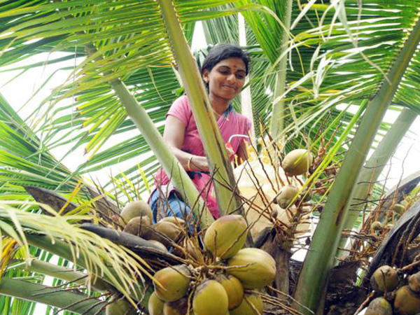 ತೆಂಗಿನ ಕೃಷಿ ತ್ರಾಸದಾಯಕ