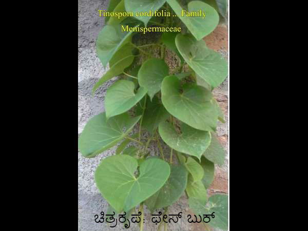 ಹಲವು ರೋಗಗಳಿಗೂ ರಾಮಬಾಣ