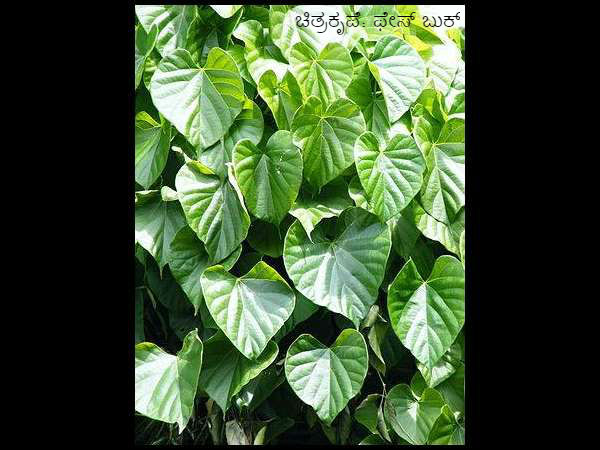 ಚರ್ಮದ ಸಮಸ್ಯೆಗೂ ಮದ್ದು