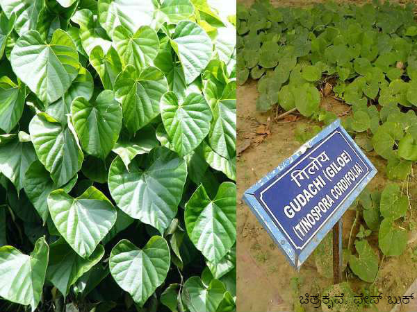 ಬೆಂಗಳೂರಿನ ಮಾರುಕಟ್ಟೆಯಲ್ಲೂ ಅಮೃತಬಳ್ಳಿ