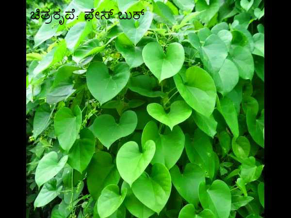 ನಾಲಿಗೆಗೆ ಘೋರ ಕಹಿ, ಆರೋಗ್ಯಕ್ಕೆ ಬಹಳ ಹಿತ