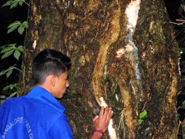 ಔಷಧೀಯ ಗುಣಗಳ ಆಗರ