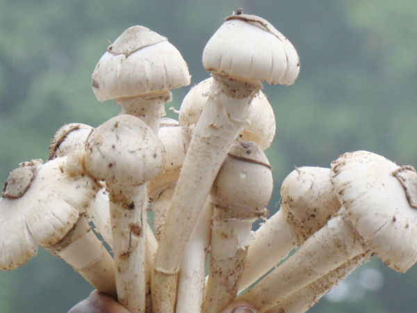 ಪುಬ್ಬಾ ಮಳೆಯಲ್ಲಿ ಉಬ್ಬಿಕೊಂಡು ಹುಟ್ತದೆ