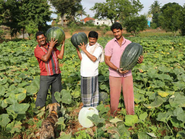 ಕೋವನ್ ಮತ್ತು ಕಾಂಗಯಮ್ ಬೆಳೆ