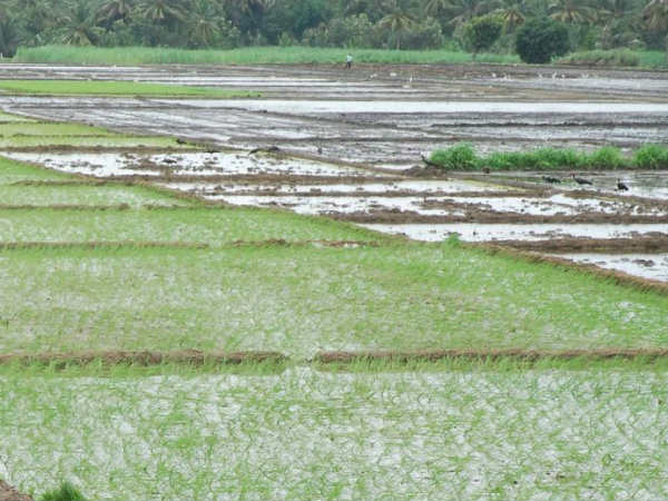 ಸಾಂಪ್ರದಾಯಿಕ ಕೃಷಿ ಬಿಡುವುದೇ ಕಷ್ಟ