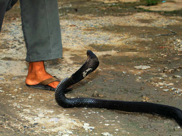 ನಾಗನ ದಾರಿಗೆ ಅಡ್ಡ ಮಾಡಬಾರದು