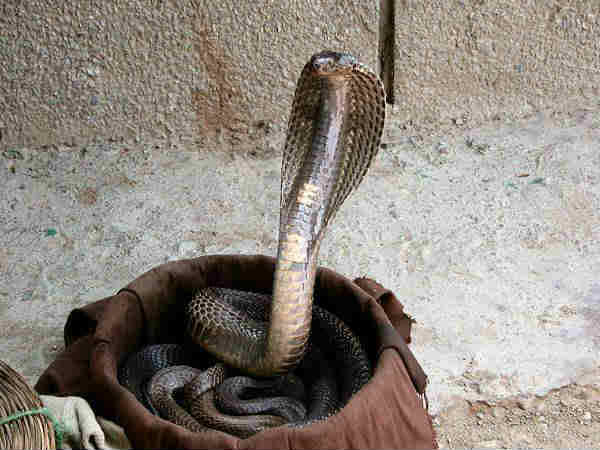 ಸರ್ಪ ಕಾಣಿಸಿಕೊಂಡಿದ್ದಕ್ಕೆ ಶಾಂತಿ