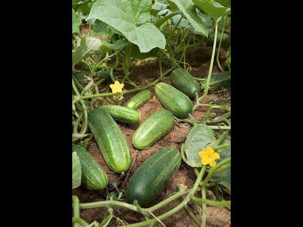 ಇಂದಿಗೂ ಗುಡಿ ನಿರ್ಮಿಸಿಲ್ಲ