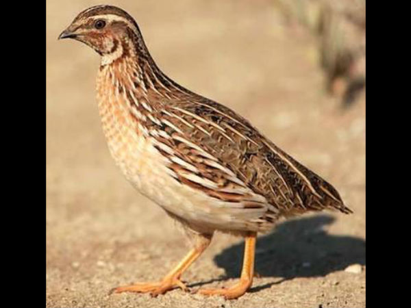 ಕೋಳಿ ಮಾದರಿಯಲ್ಲೇ ಸಾಕುತ್ತಾರೆ