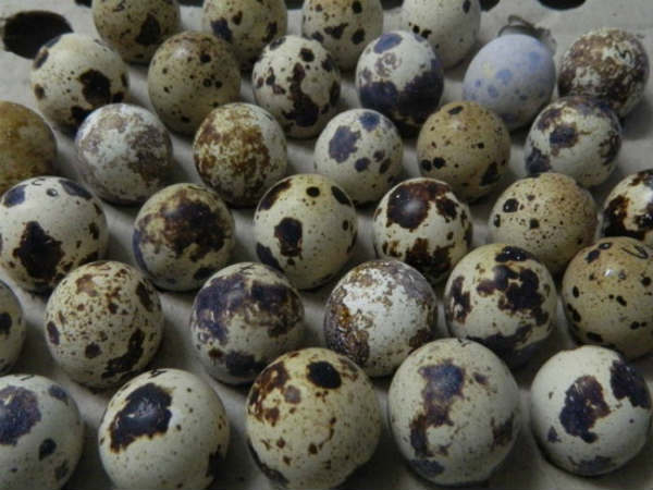 ಮೊಟ್ಟೆಗೂ ಬೇಡಿಕೆ ಹೆಚ್ಚು